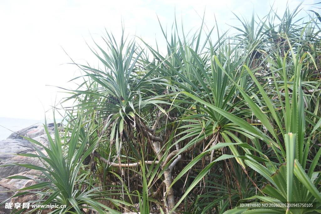 三亚岸边繁茂的绿色植物