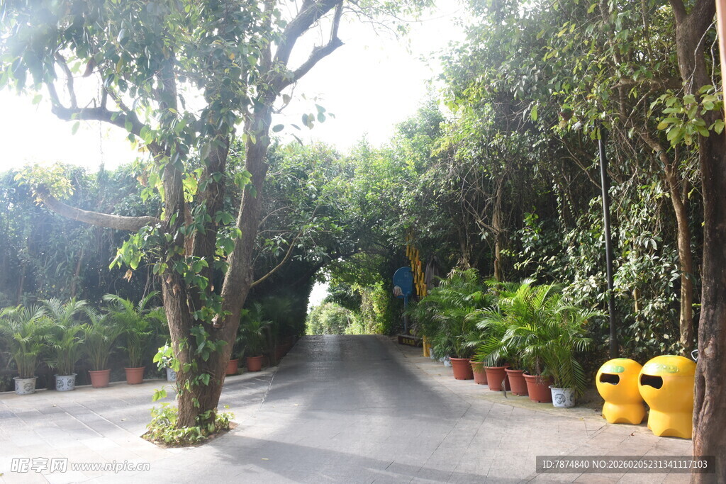 三亚林荫小道 绿植环绕的静谧路