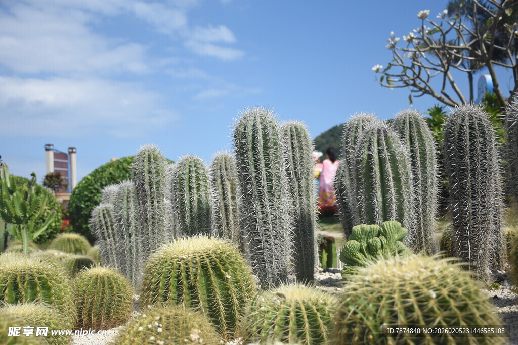 三亚壮观仙人掌群景观
