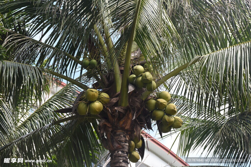 三亚椰树上挂满累累椰子