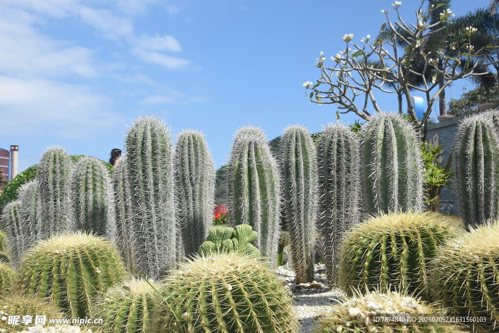 三亚多样仙人掌景观