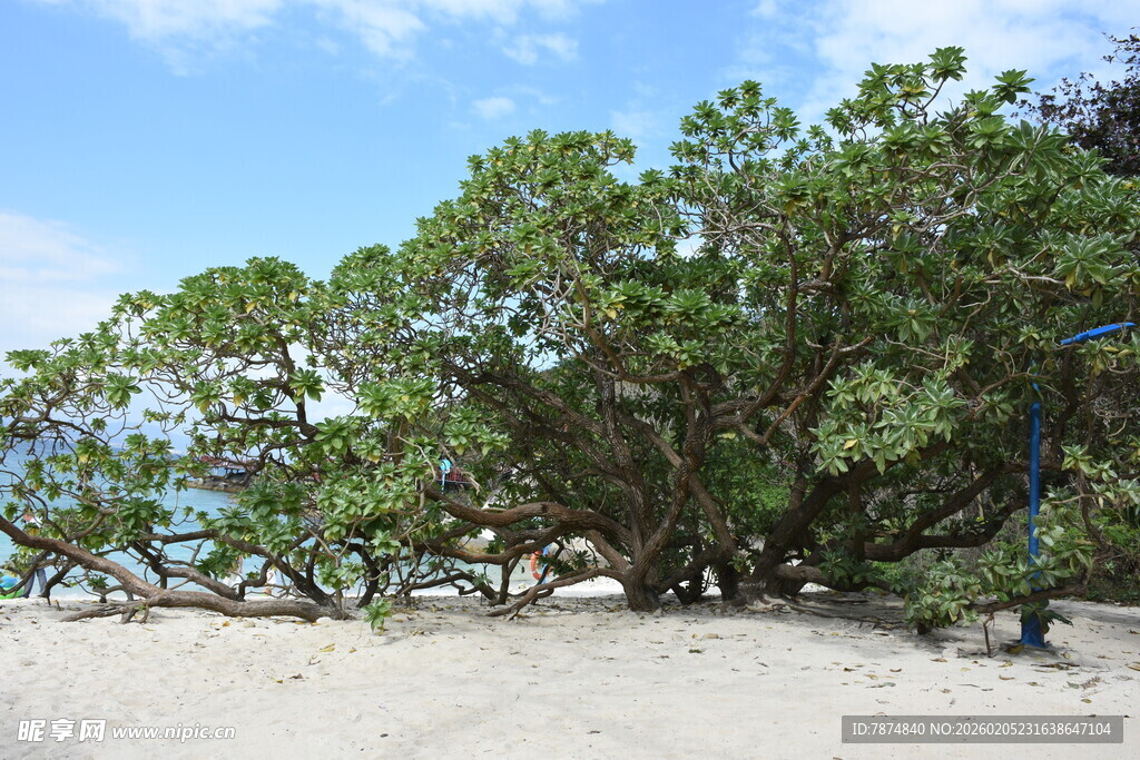 三亚沙滩上的繁茂大树