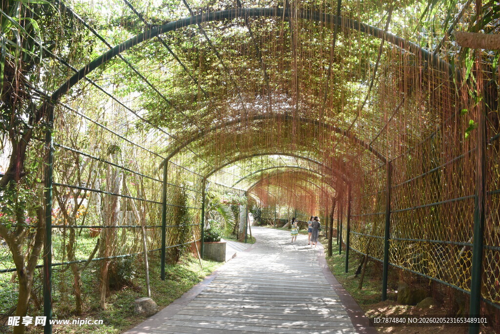 三亚绿荫藤蔓覆盖的幽静小道