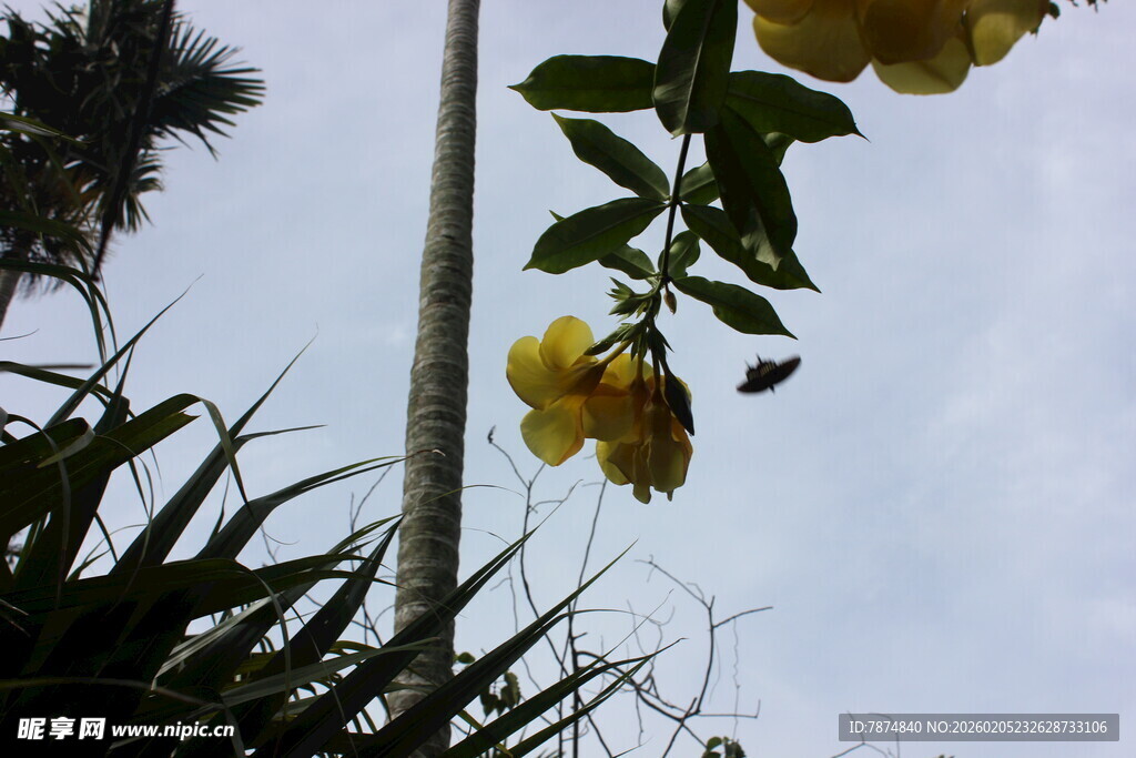 三亚枝头绽放的黄色美丽花朵