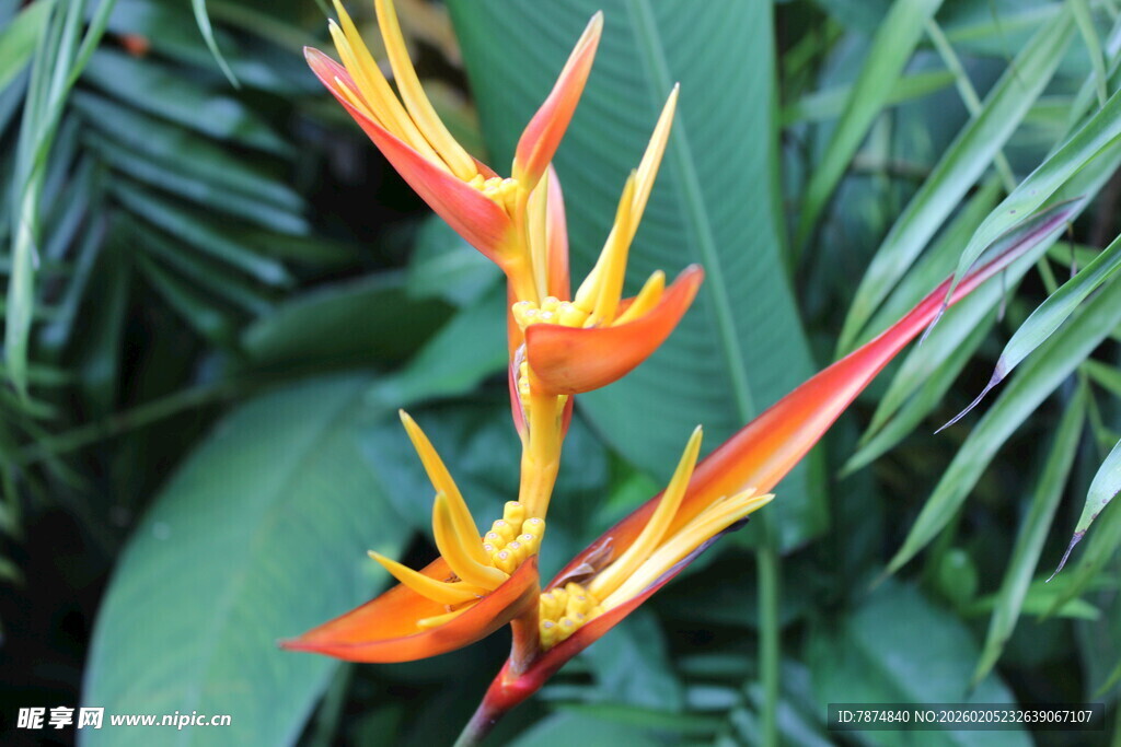 三亚艳丽蝎尾蕉特写