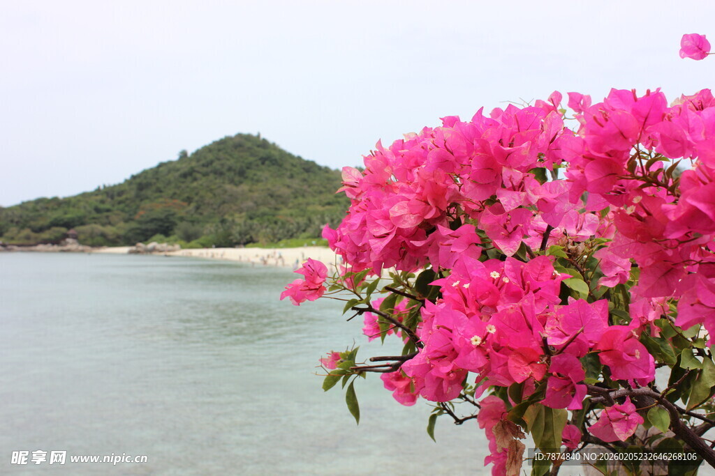 三亚海边绽放的艳丽三角梅