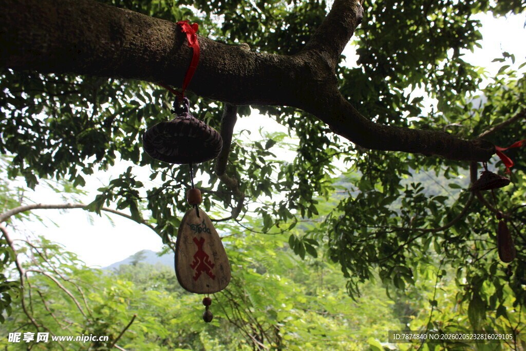 三亚古树上的祈福挂件与鸟巢