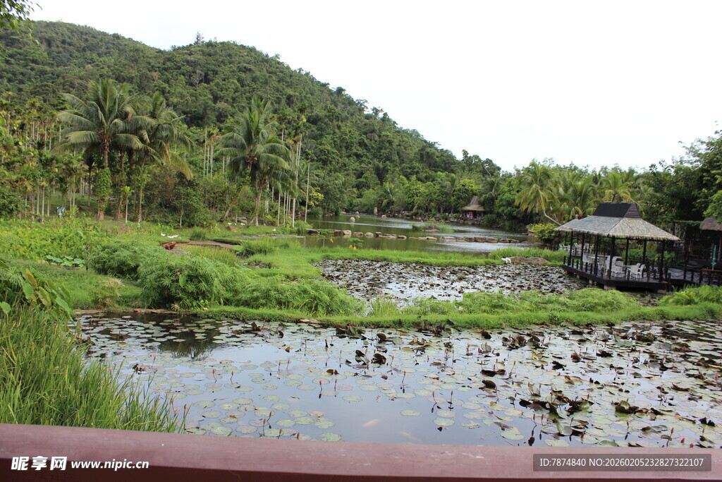 三亚乡村荷塘景致