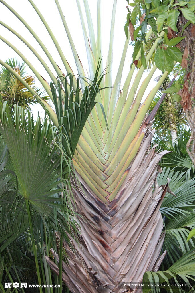 三亚独特形态的棕榈植物