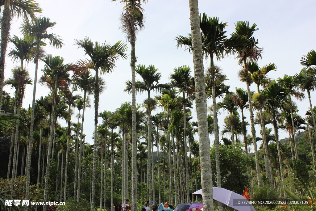 三亚椰林风光 游人漫步其间