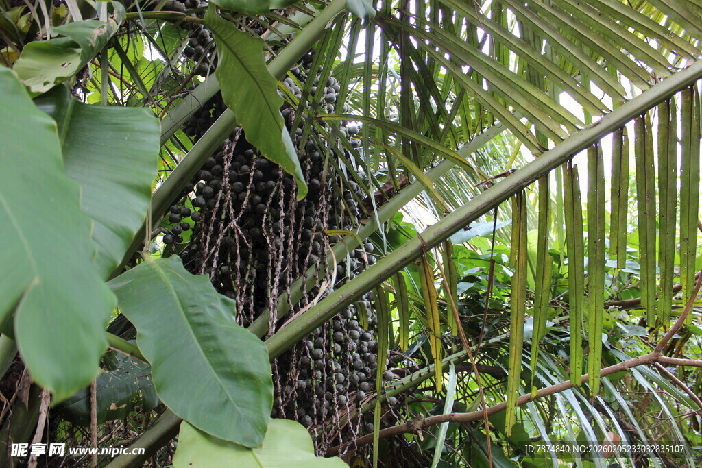 三亚繁茂丛林中的多样植物