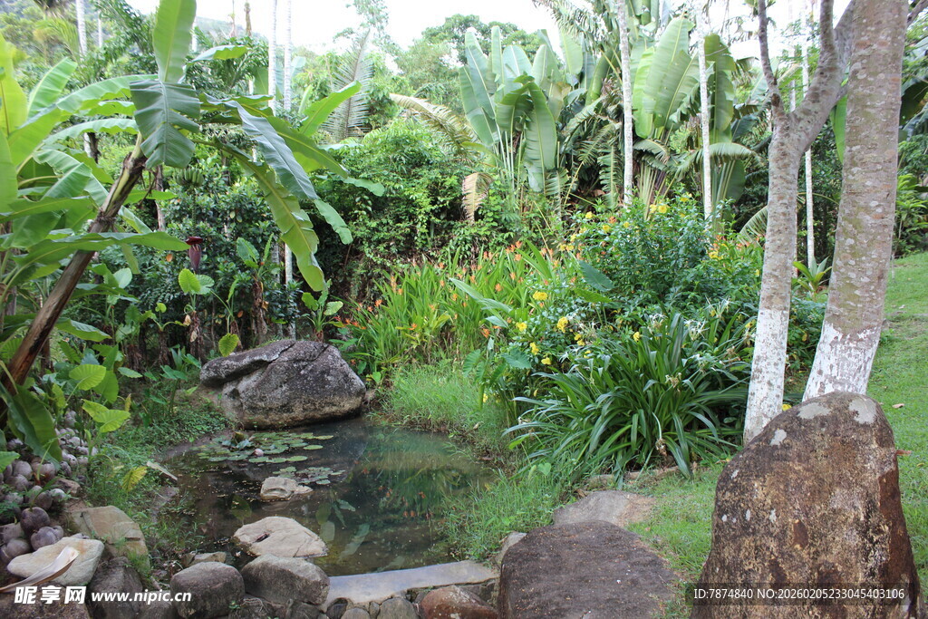 三亚热带繁茂绿植中的清幽小径