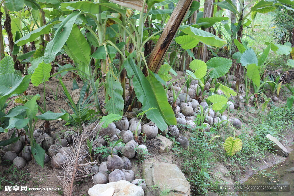 三亚芋头植株下的芋头果实