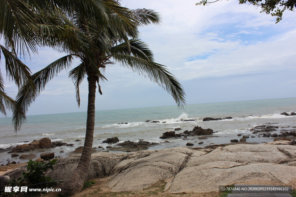 三亚海边椰树与礁石美景