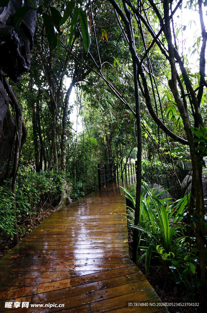 三亚雨后幽静的林间小道