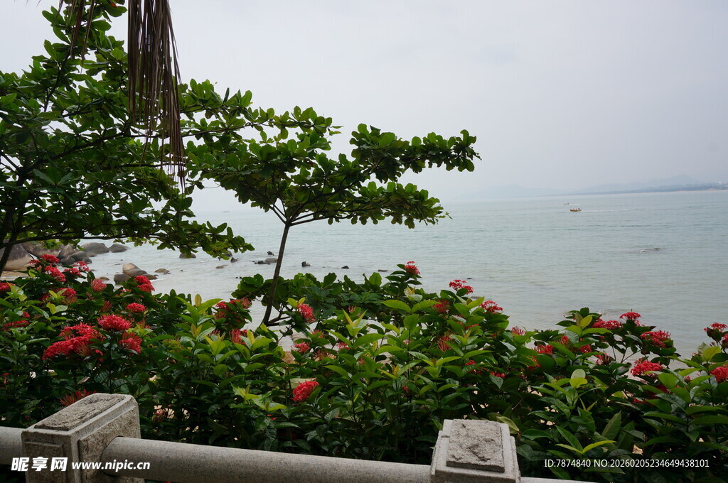 三亚海边绿植环绕的观景视角