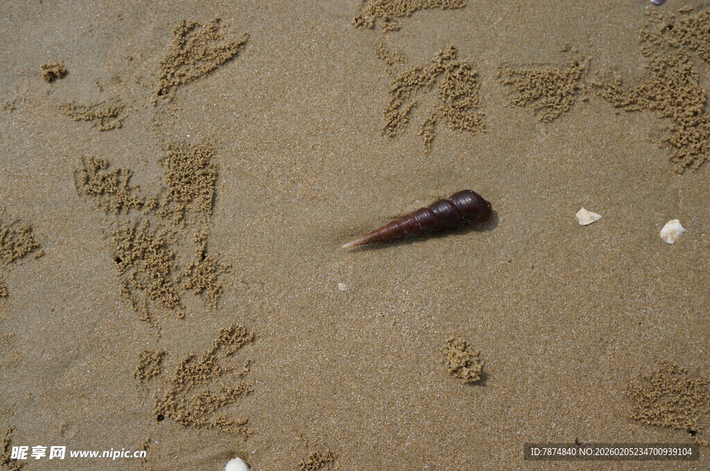 三亚沙滩上的贝壳与螃蟹脚印