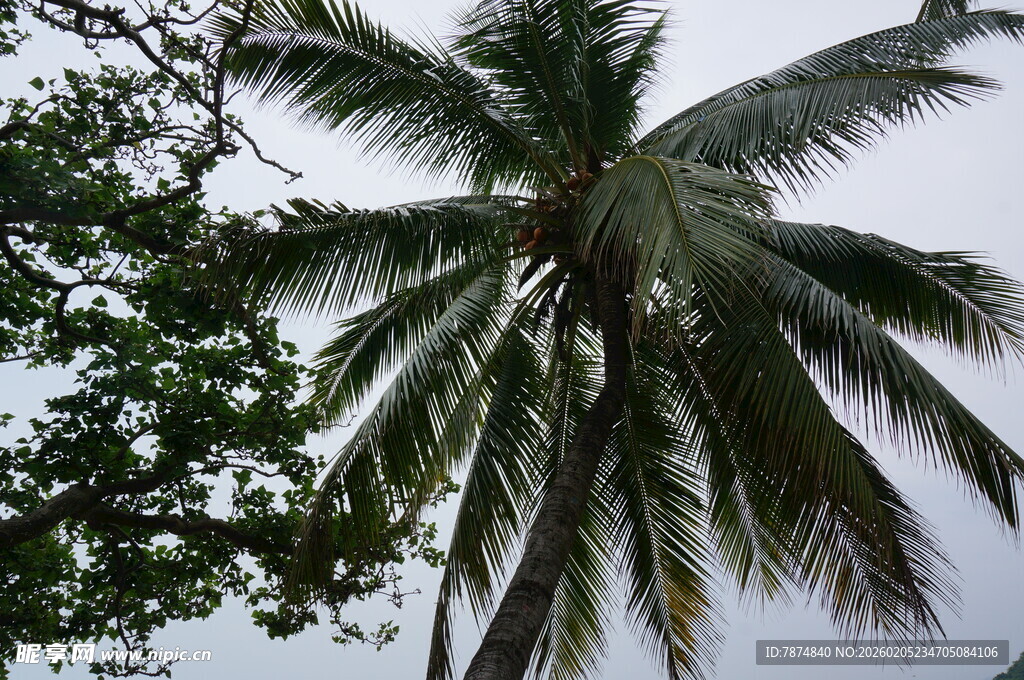 三亚高大椰子树与周边绿植