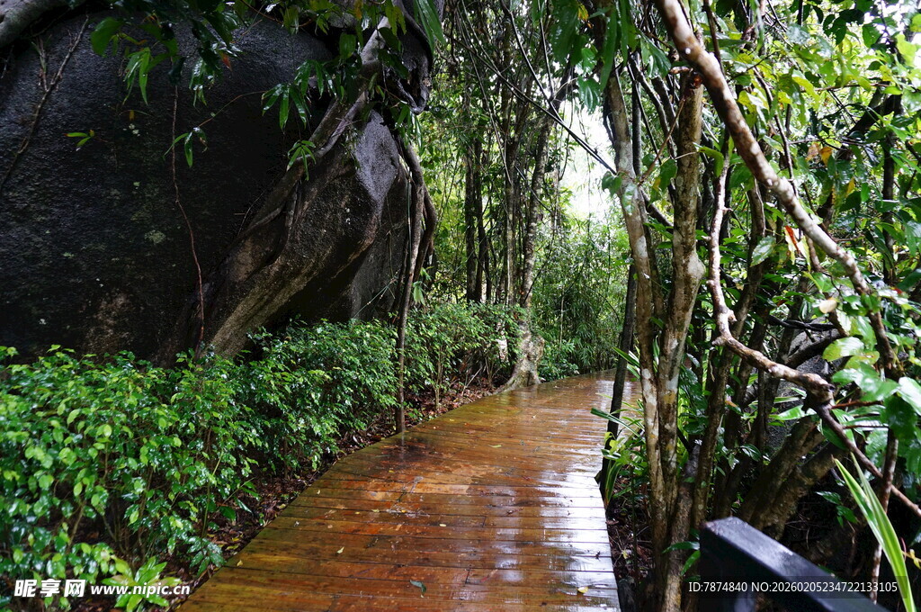 三亚雨林中湿润的木质小径