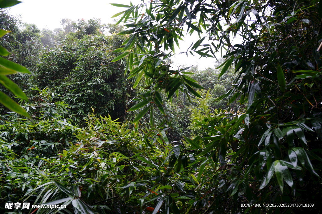 三亚茂密丛林绿意盎然