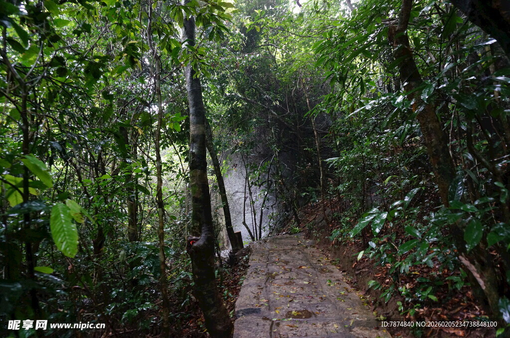 三亚雨林中的蜿蜒小径