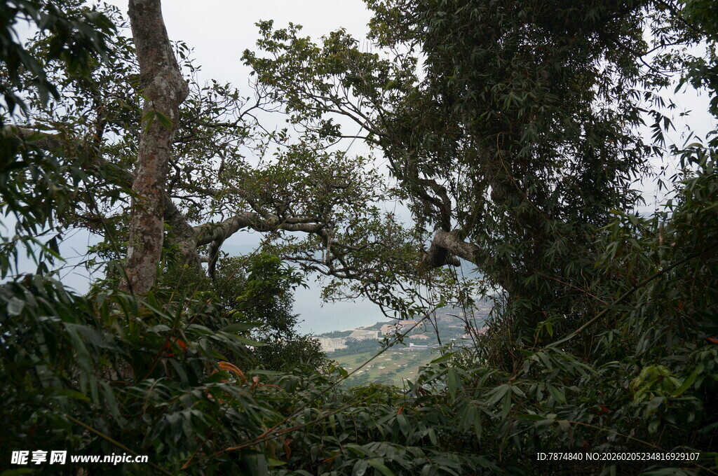 三亚茂密丛林中的自然景致