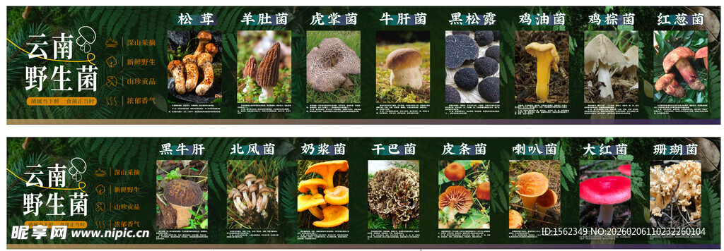 云南野生菌