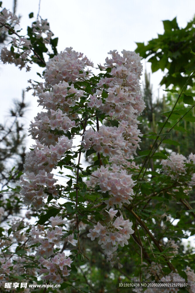 蝟实花  