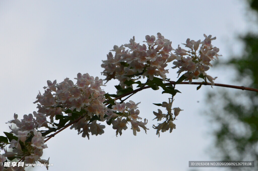 蝟实花 枝