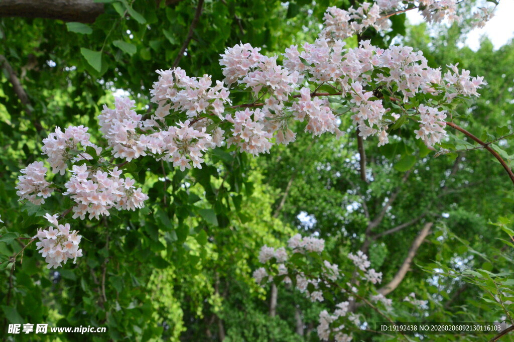 蝟实花 花瓣 蝟实 树枝