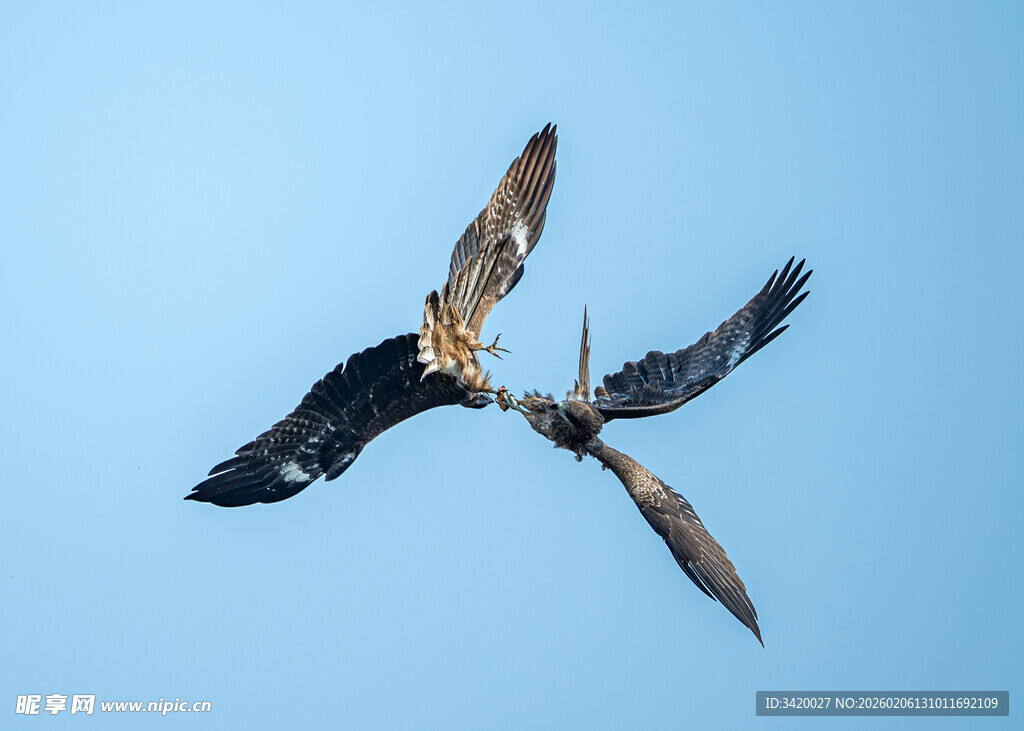 双鹰蓝天搏击瞬间