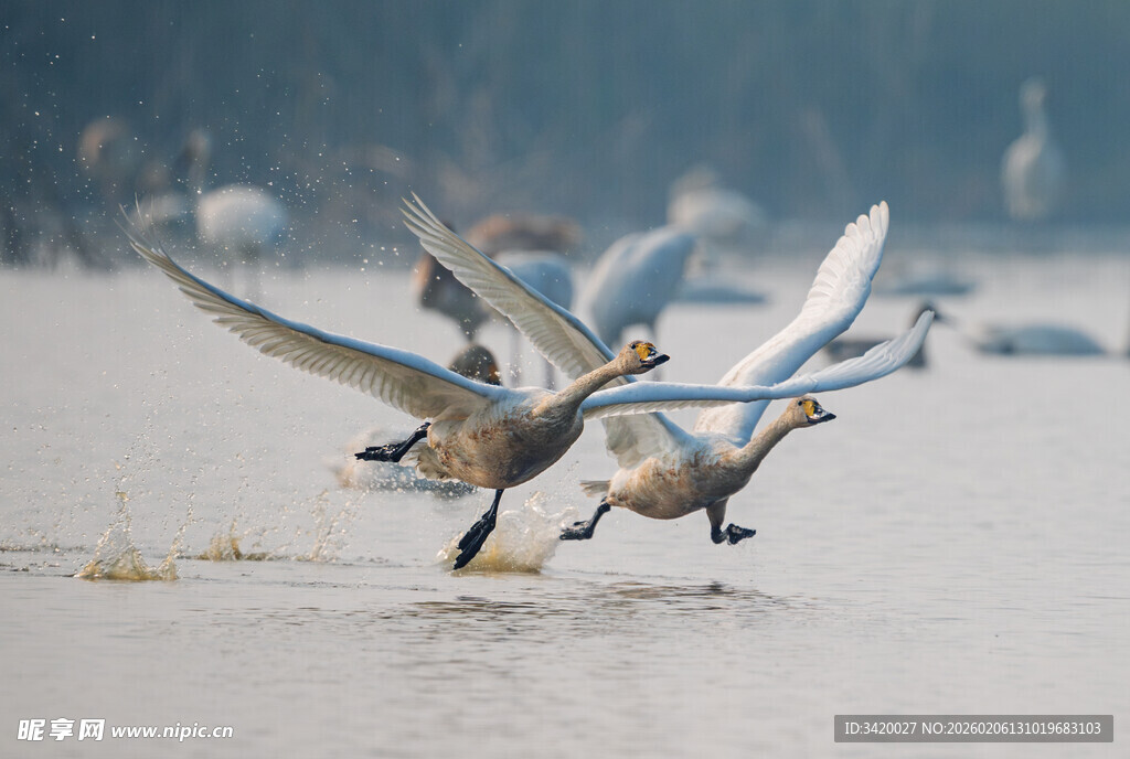 天鹅于水面振翅飞翔