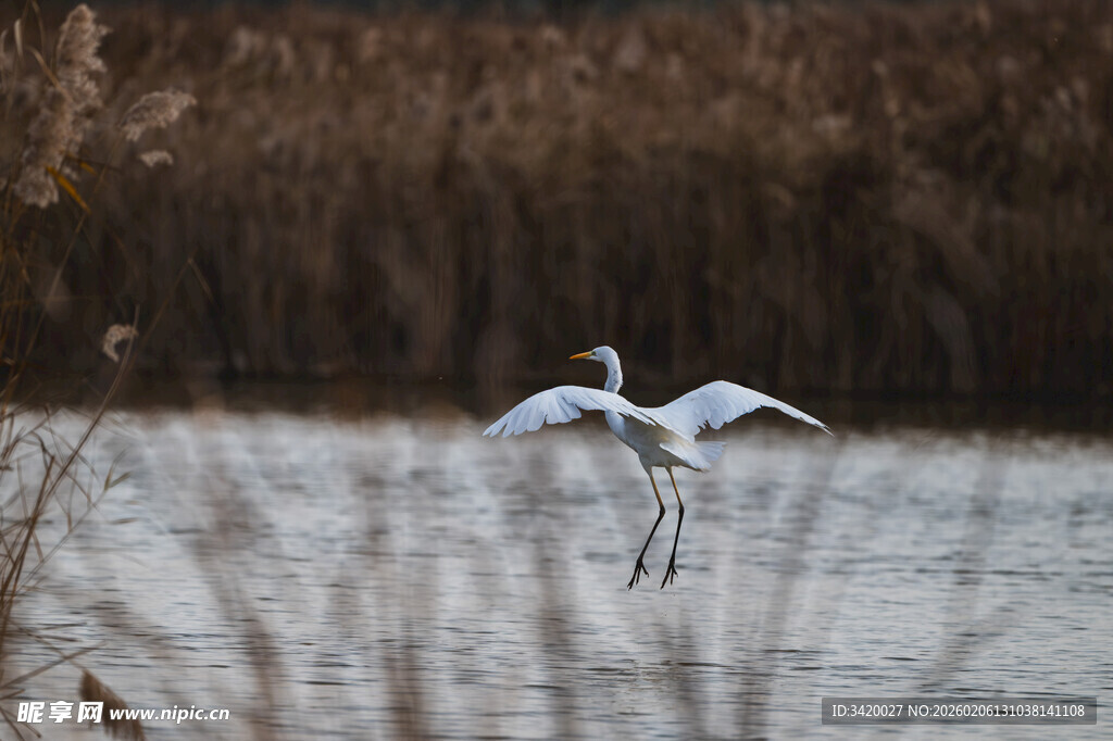 白鹭于水面展翅飞翔