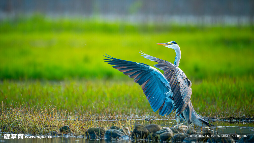 蓝鹭展翅于绿野岸边