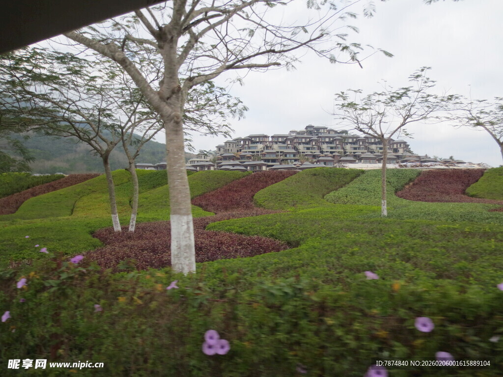 三亚园林景观中的多彩植物