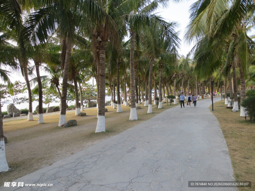 三亚椰林漫步道 惬意休闲景