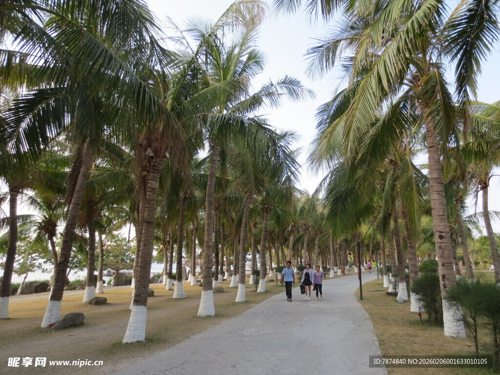 三亚椰林小道 漫步休闲好去处