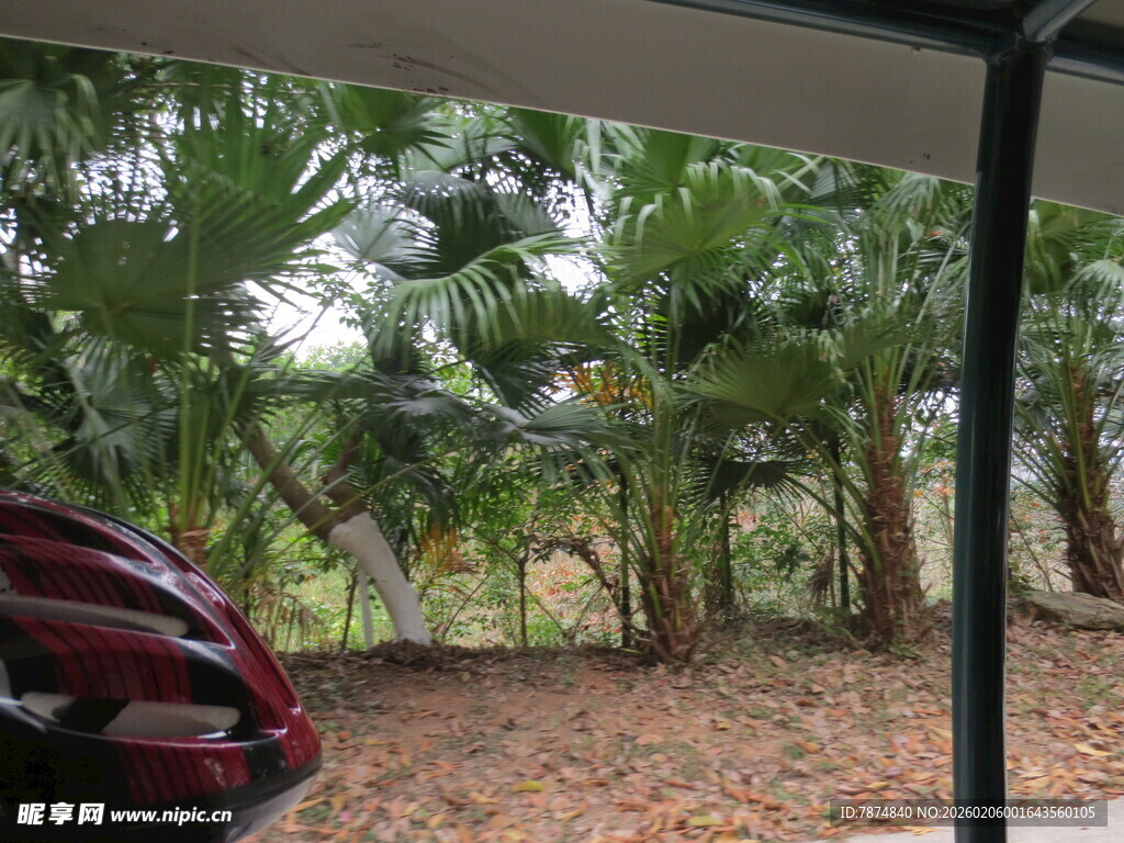 三亚车旁绿植环绕的户外景致