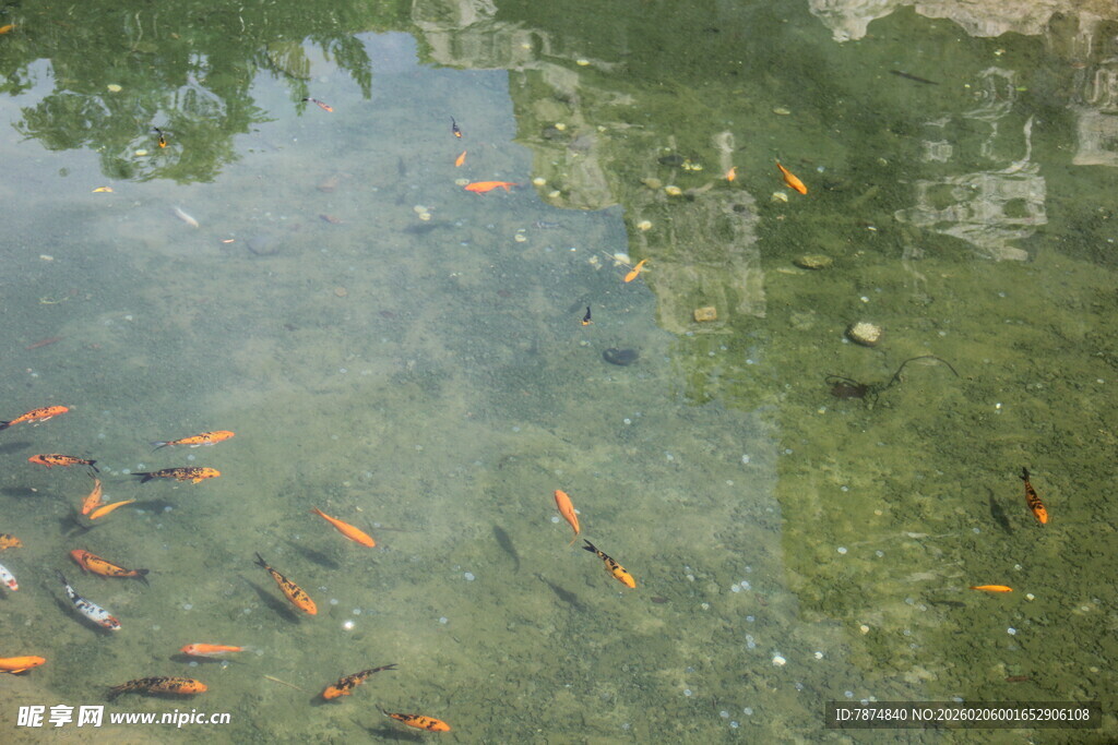 三亚池塘中游动的多彩金鱼