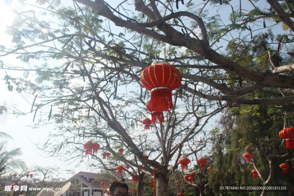 三亚树枝间悬挂的喜庆红灯笼