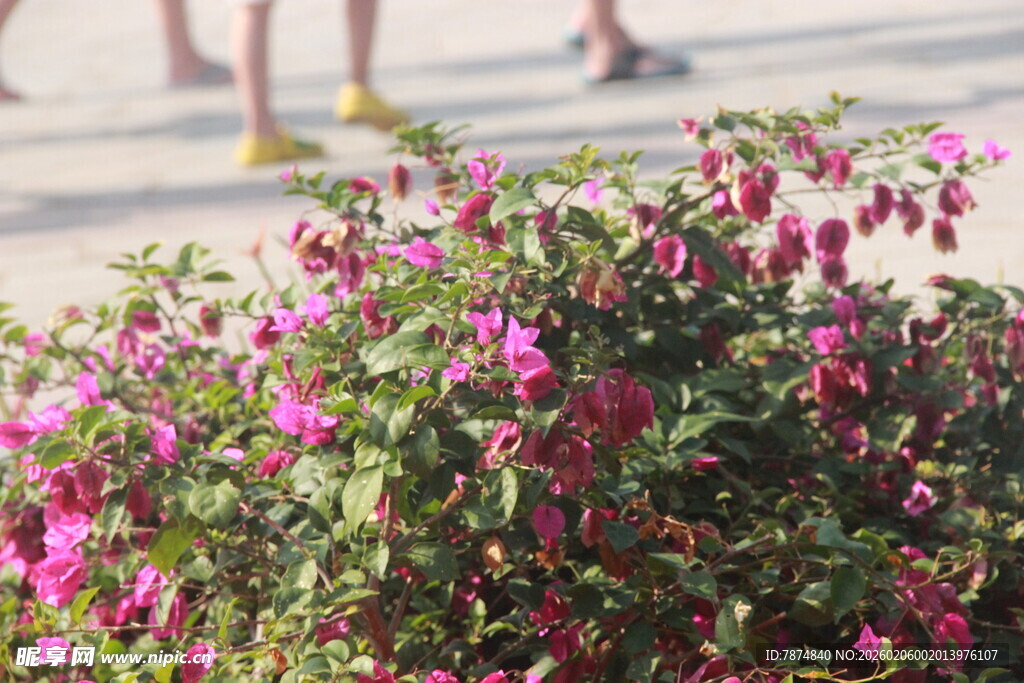 三亚街头绽放的艳丽粉色花卉