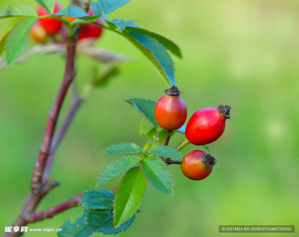 野生玫瑰果