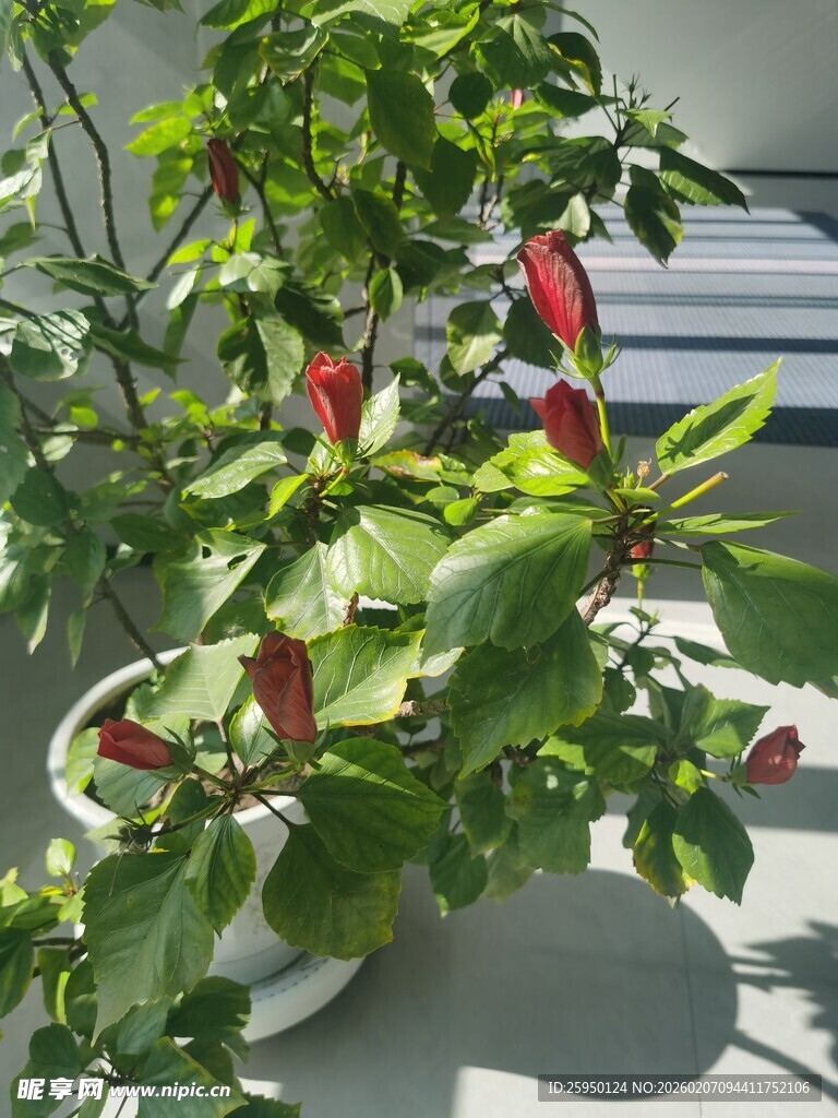 朱槿