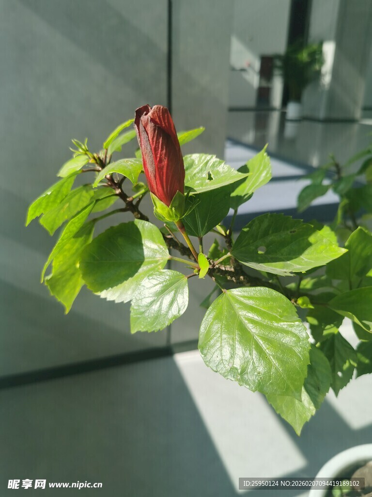 绿叶间的红扶桑