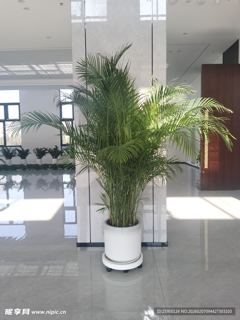 大厅中的绿植盆栽