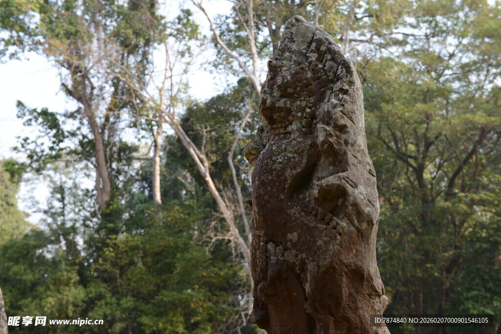 森林中的奇特树桩