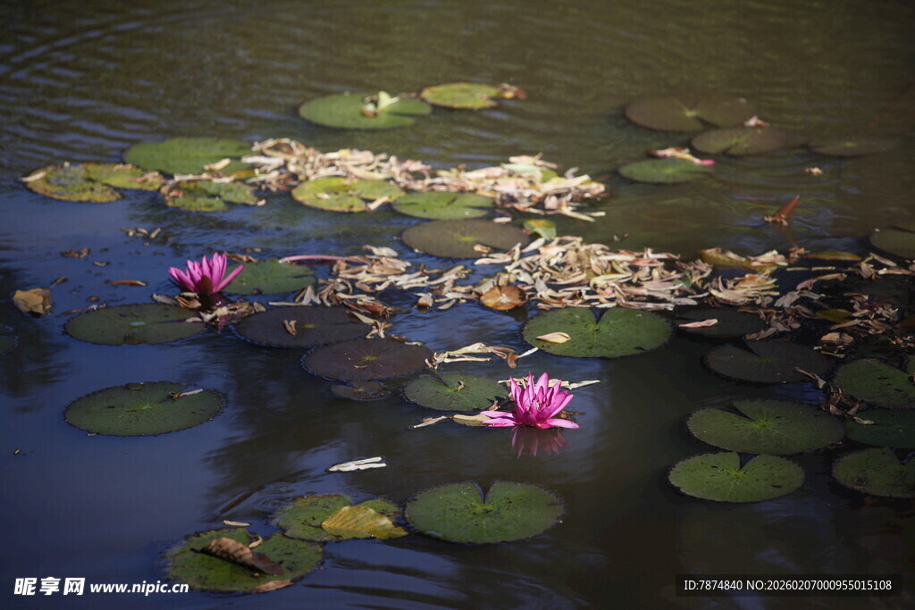 池塘中的睡莲与荷叶