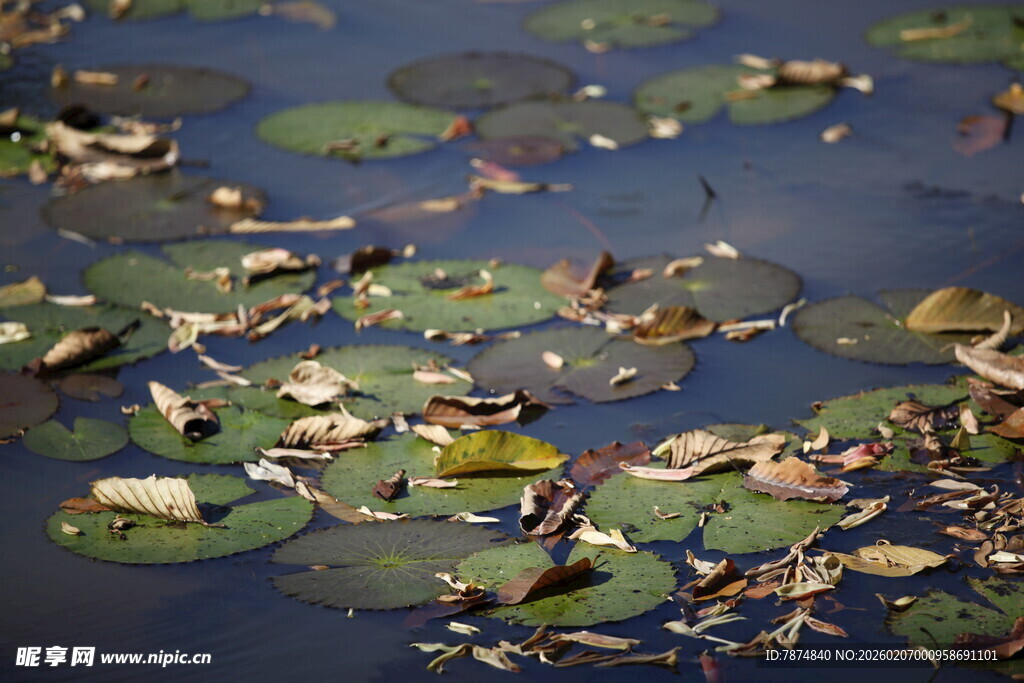 水面上漂浮的睡莲叶片