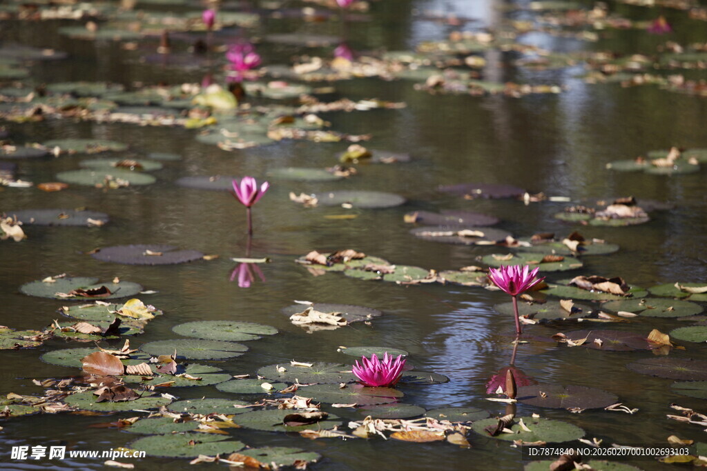 池塘中的粉色睡莲