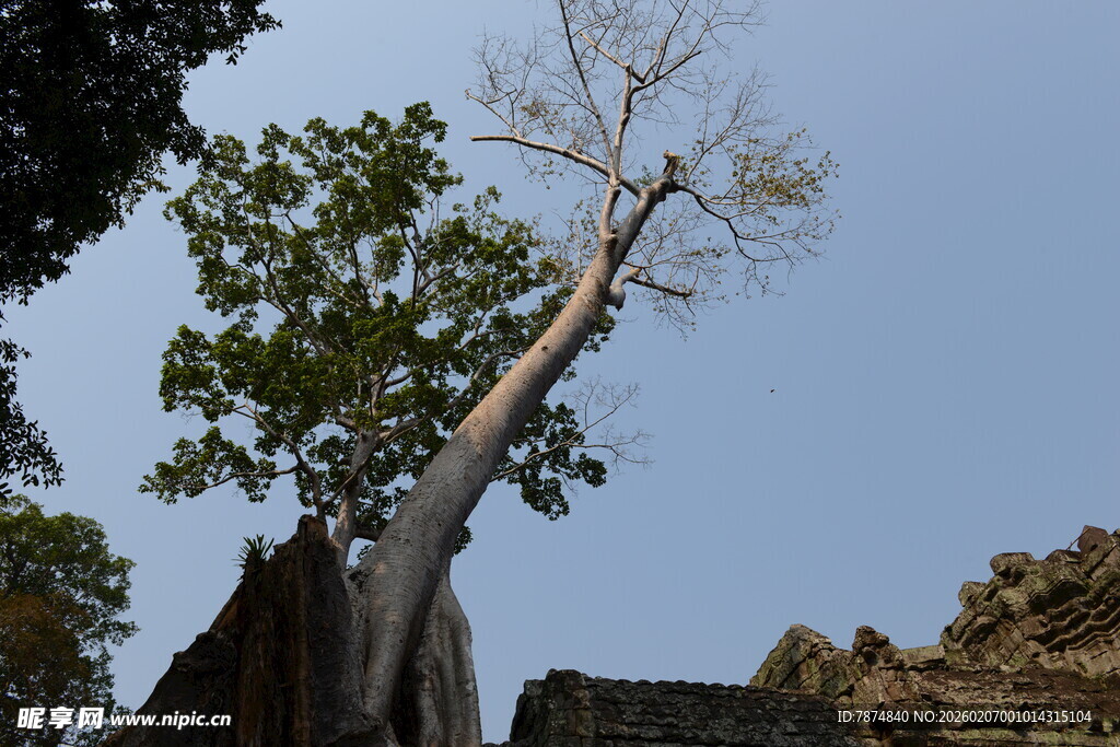高大挺拔的树木与蓝天